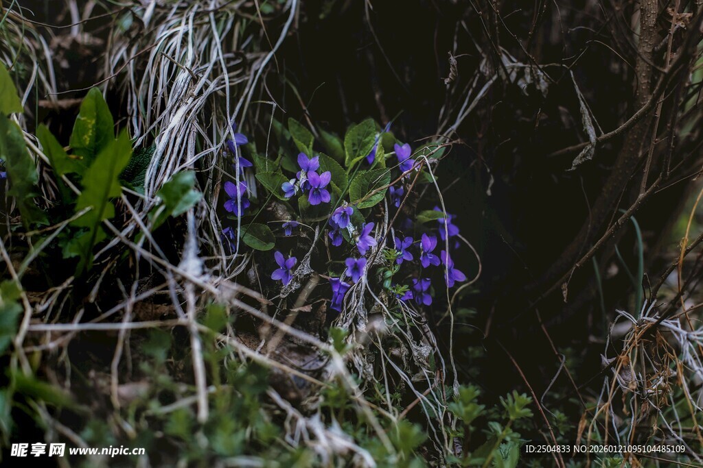 草丛中的紫色小花