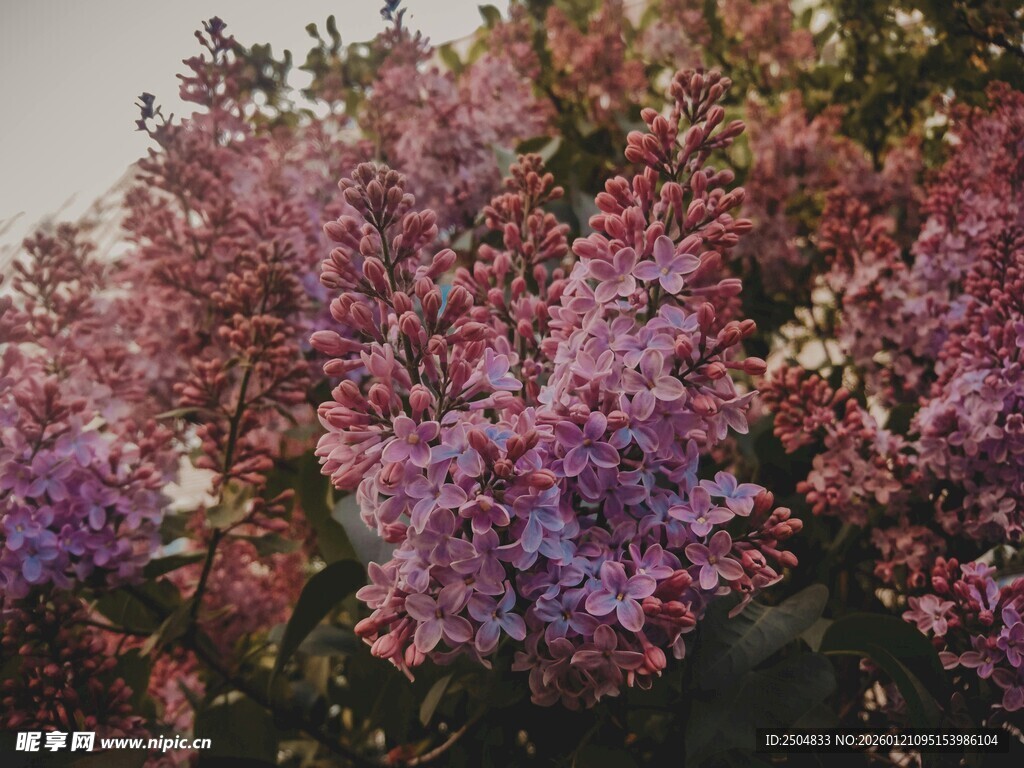 盛开的紫丁香花