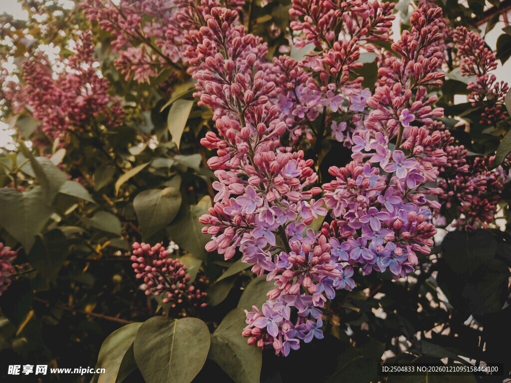 绽放的紫丁香花