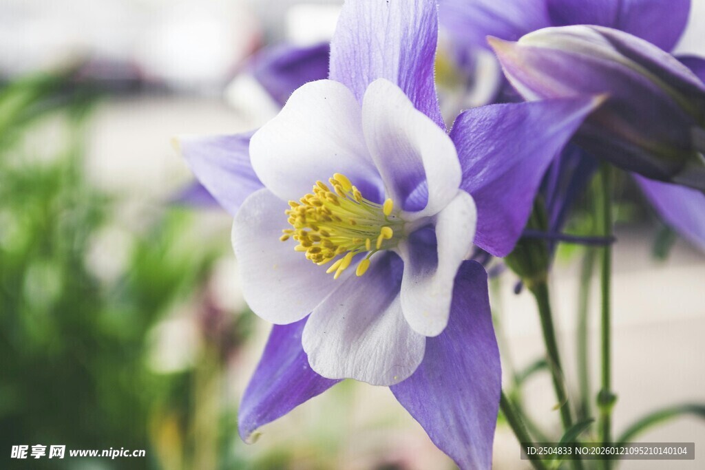 美丽耧斗菜花绽放