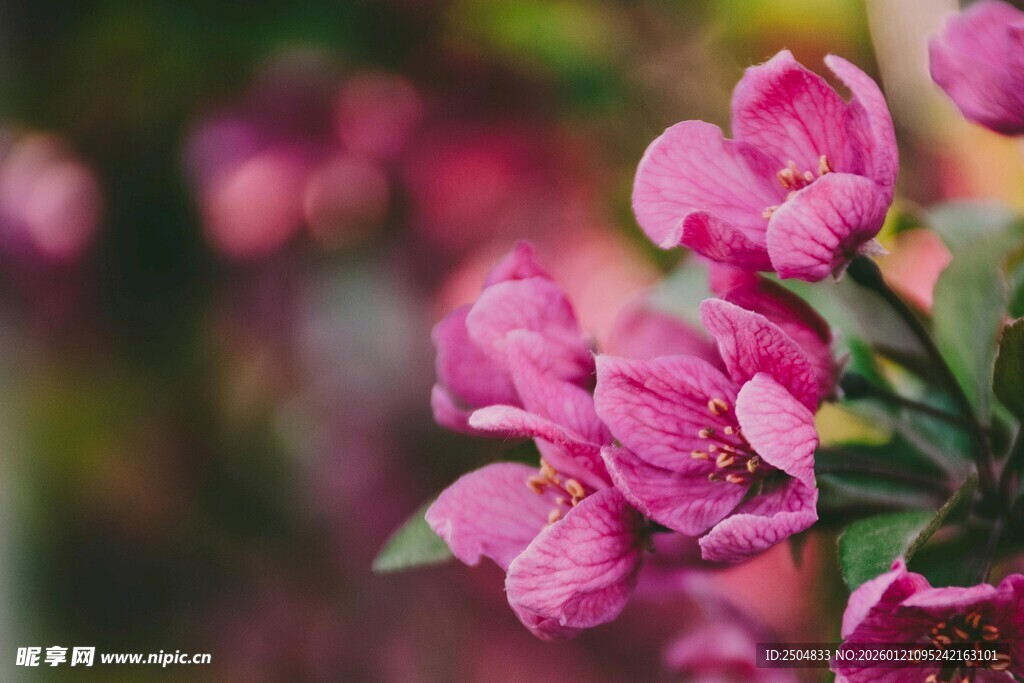 娇艳粉色苹果花绽放