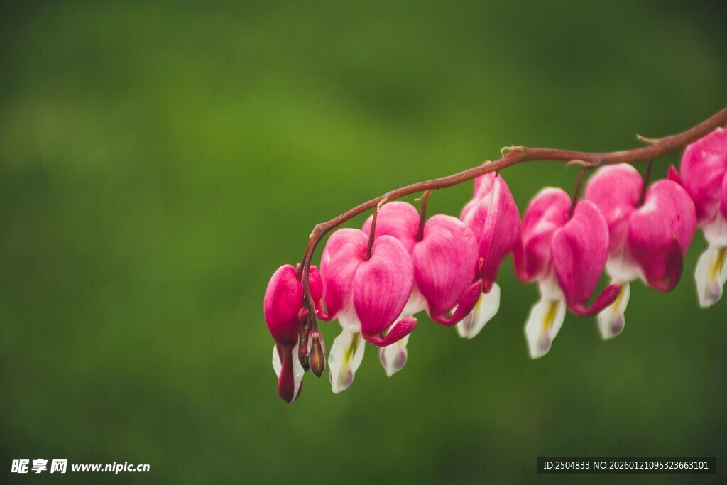 荷包牡丹花特写