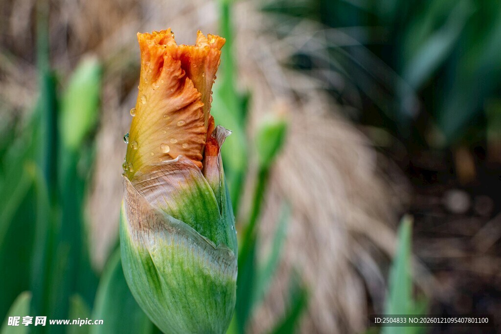 绽放的橙黄色鸢尾花