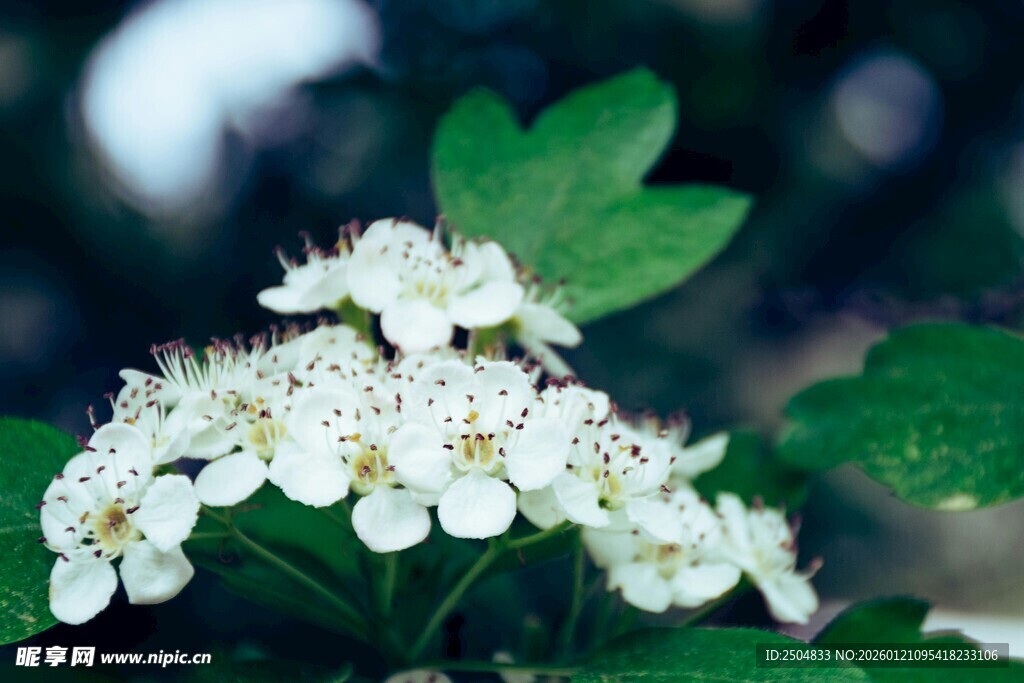 洁白山楂花绽放