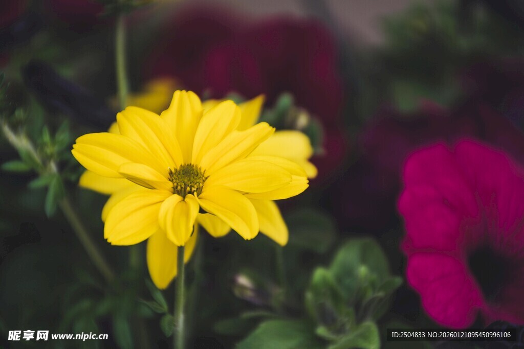 娇艳黄花与玫红花朵同框