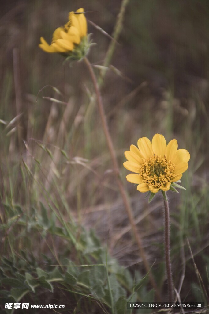 野外绽放的两朵黄色小花