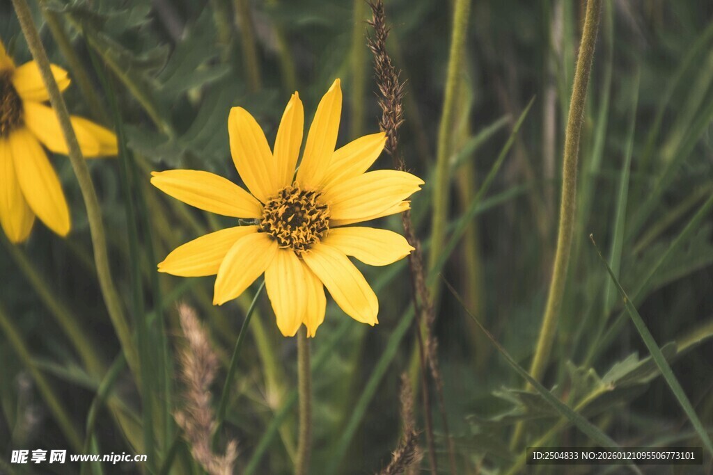 黄色小花绽放于草丛间