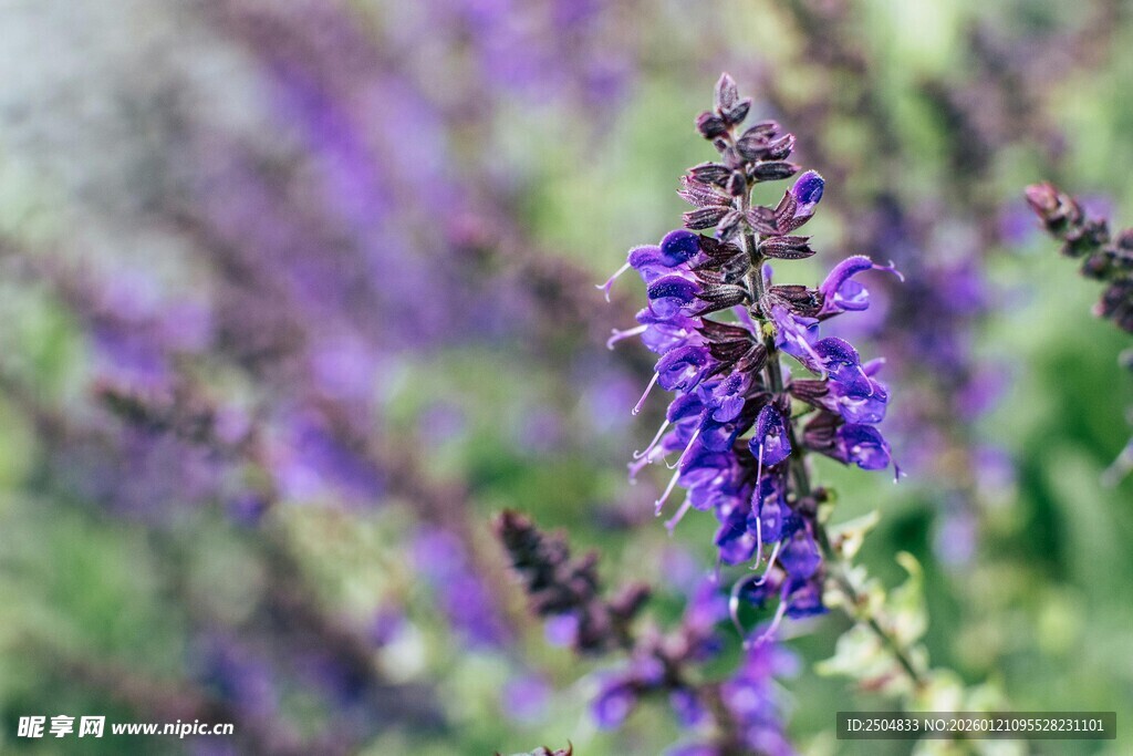 紫色鼠尾草特写