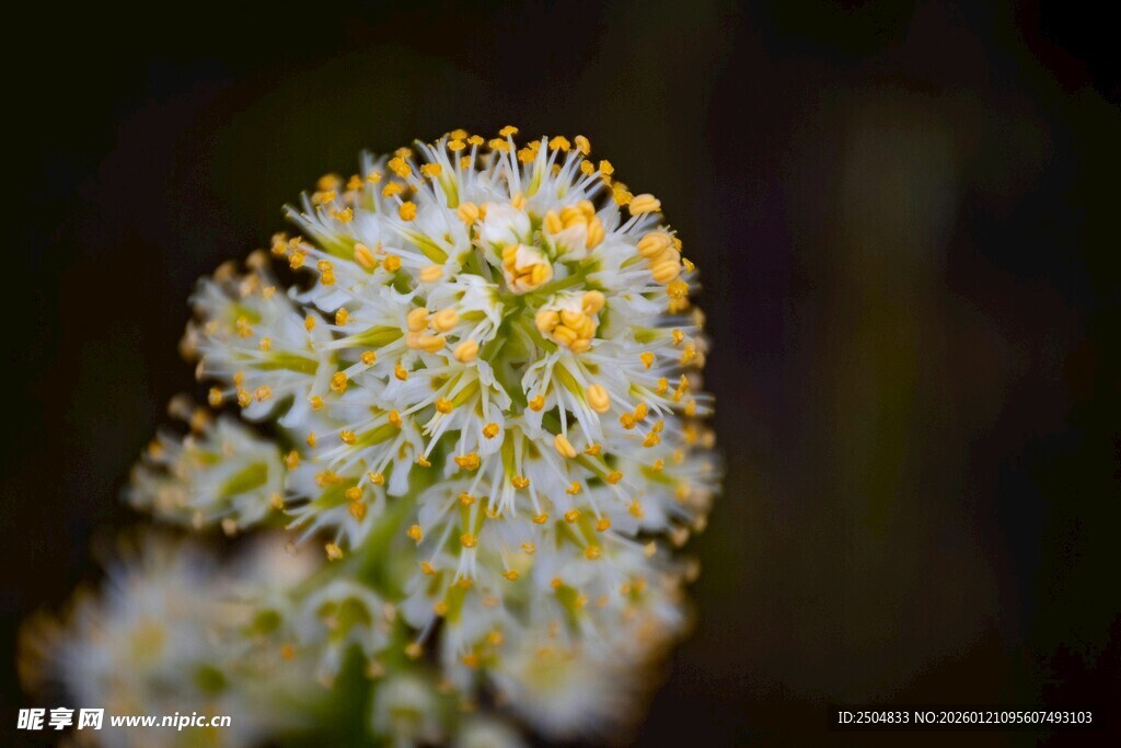 白色绒球小花特写
