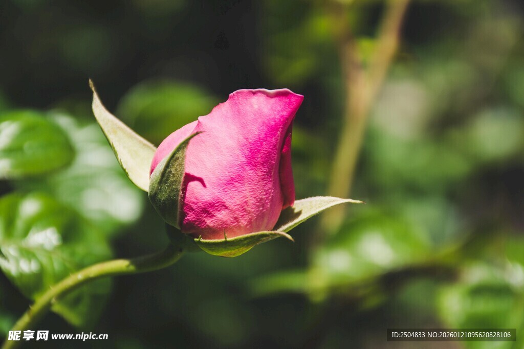 娇艳欲滴的粉色玫瑰花苞