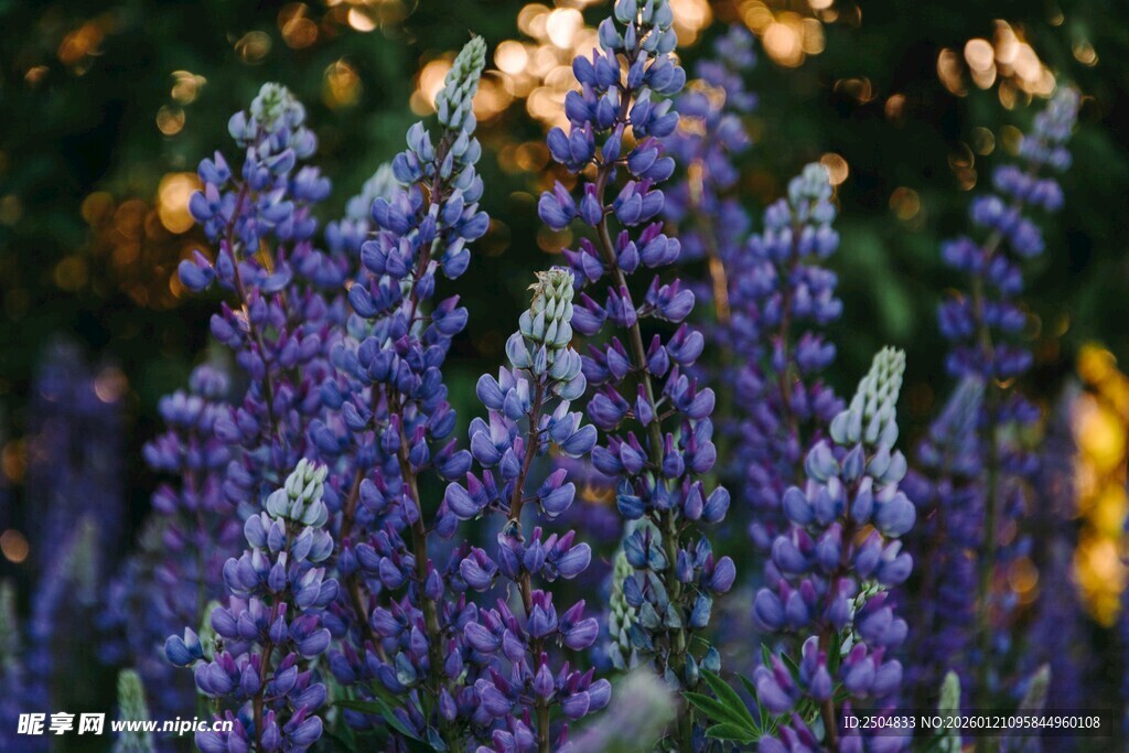 紫色薰衣草花丛美景