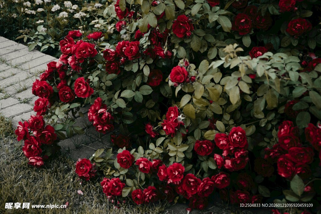 鲜艳红蔷薇绽放于路边