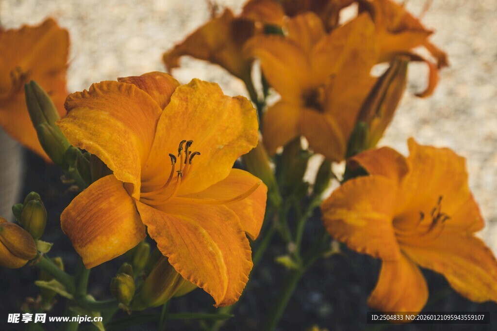 橙色百合花绽放
