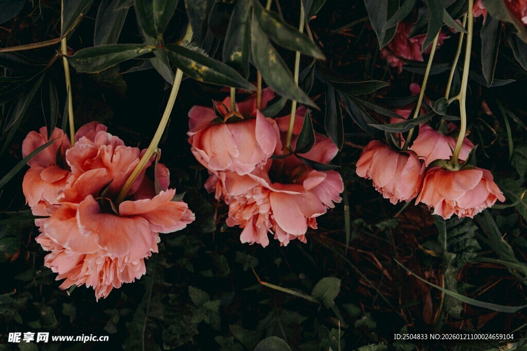 娇艳低垂的粉色花卉