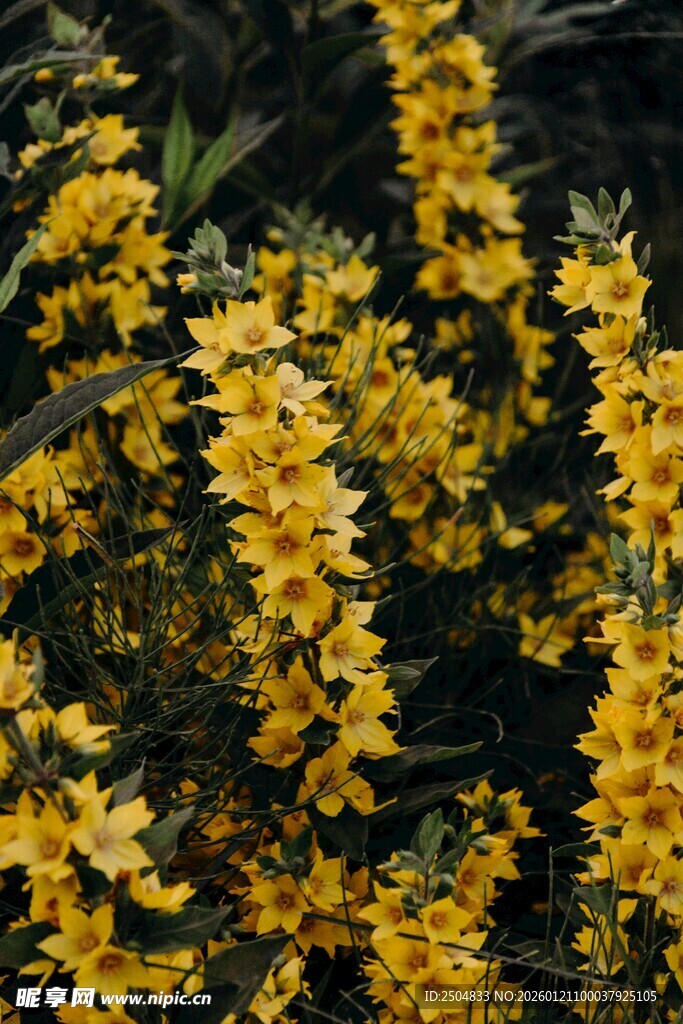 金黄灿烂的丛生花卉