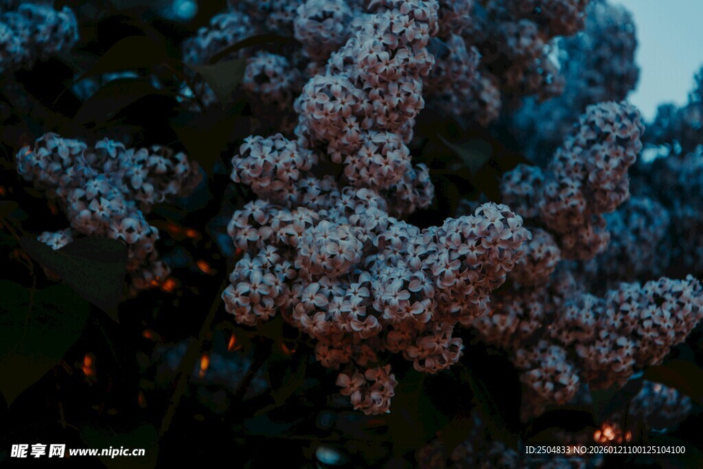 繁花满枝的美丽植物