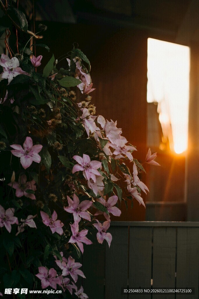 夕阳下窗边绽放的紫花