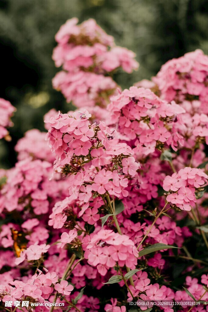 娇艳粉色花卉绽放