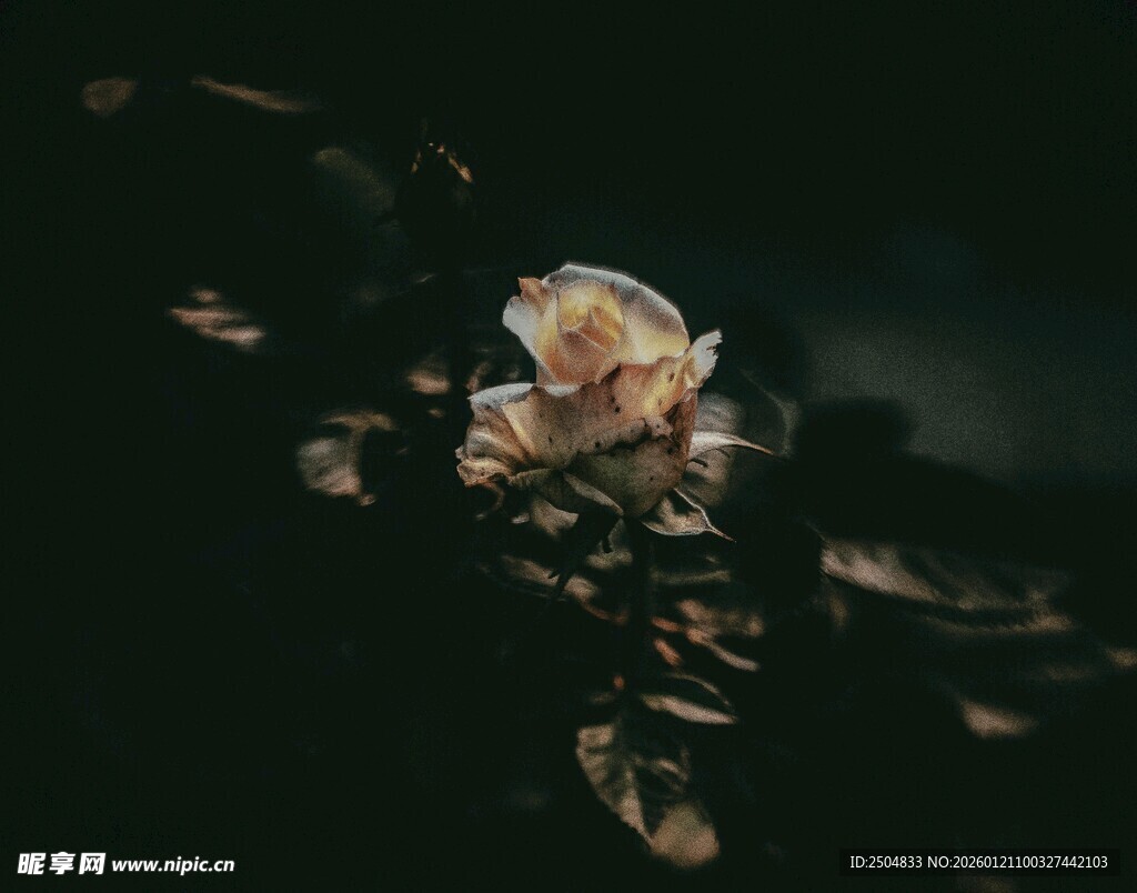 暗背景下的柔美绽放玫瑰