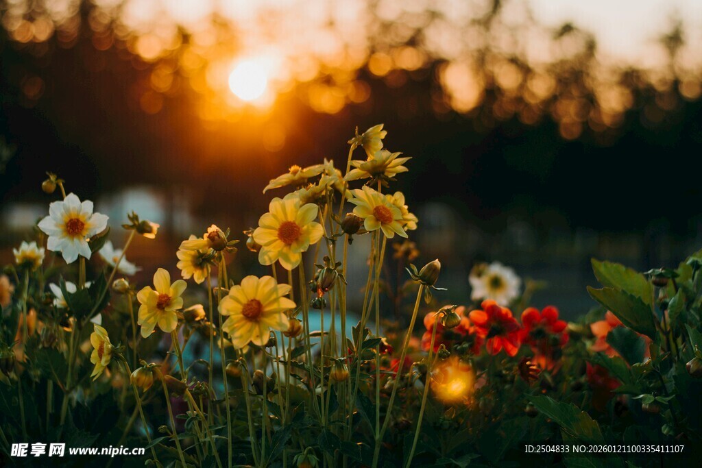 夕阳下绽放的多彩花卉