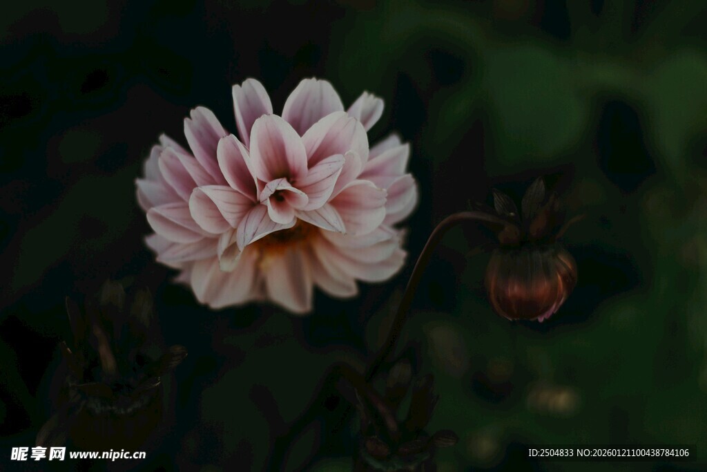 粉色大丽花特写