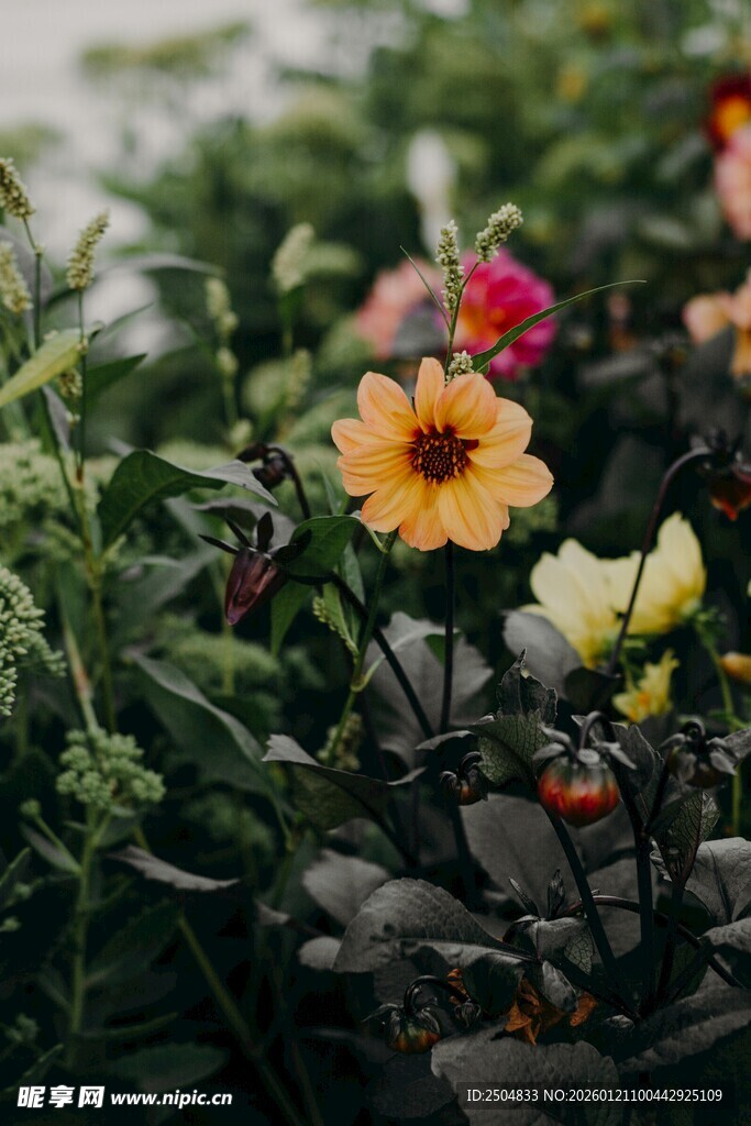 多彩花卉绽放于绿植间