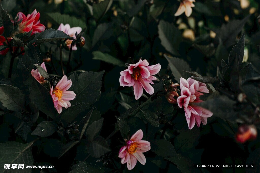 娇艳多彩的盛开花朵