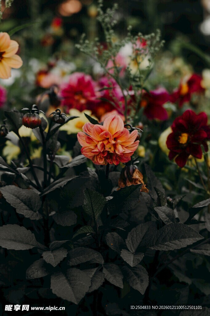 多彩花卉绽放于绿叶间