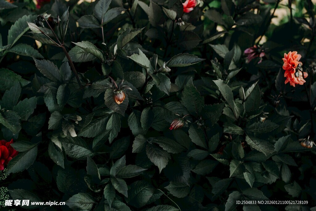 绿叶间绽放的娇艳红花