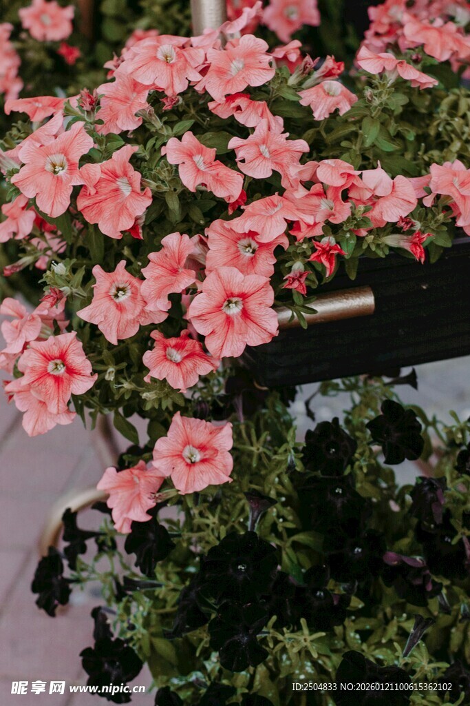 娇艳粉色花朵绽放