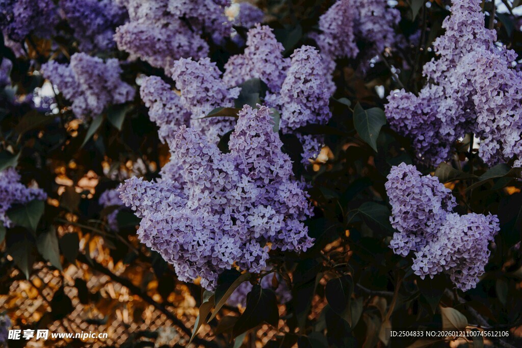 紫色丁香花绽放