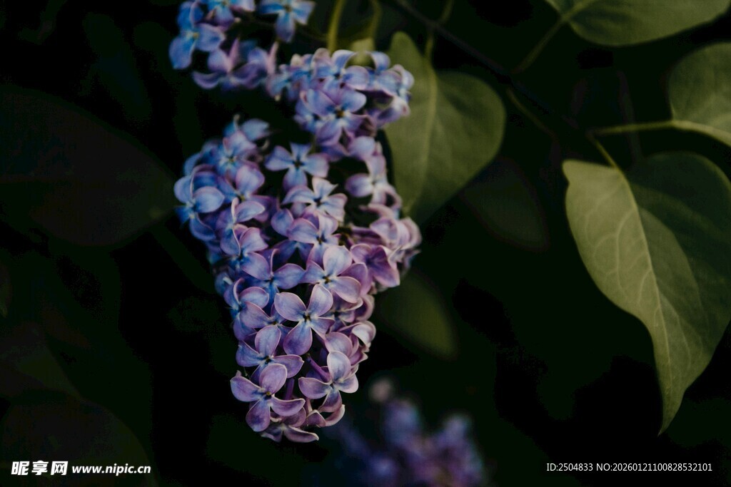 紫丁香花特写