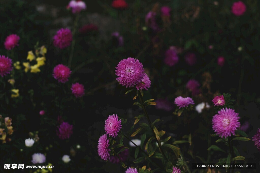 娇艳绽放的多彩花卉