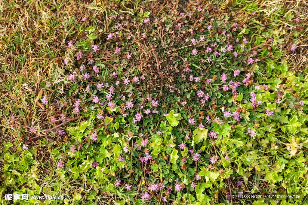 地面上的多彩植物群落