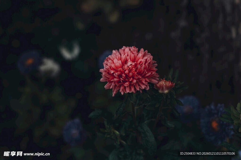 娇艳红花朵 自然之美