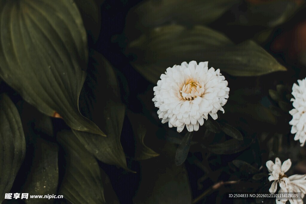 白色小花与绿叶的景致