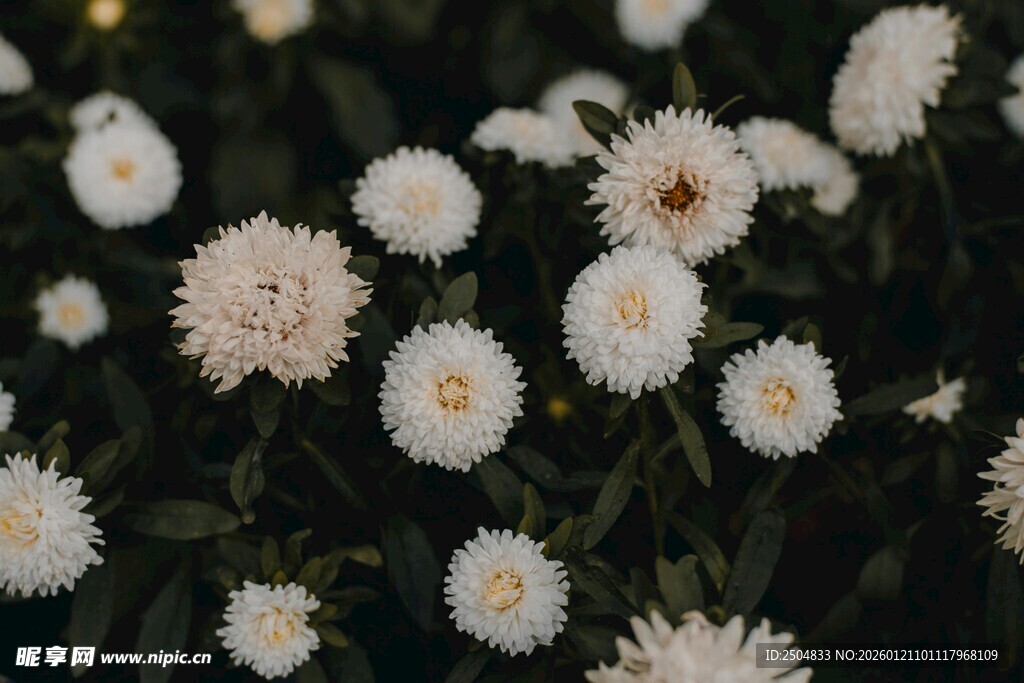 白色雏菊绽放的美丽瞬间