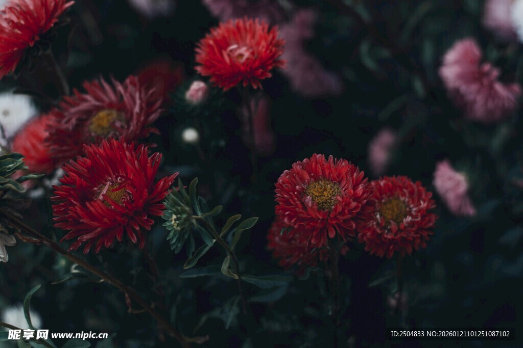 鲜艳多姿的红色花卉