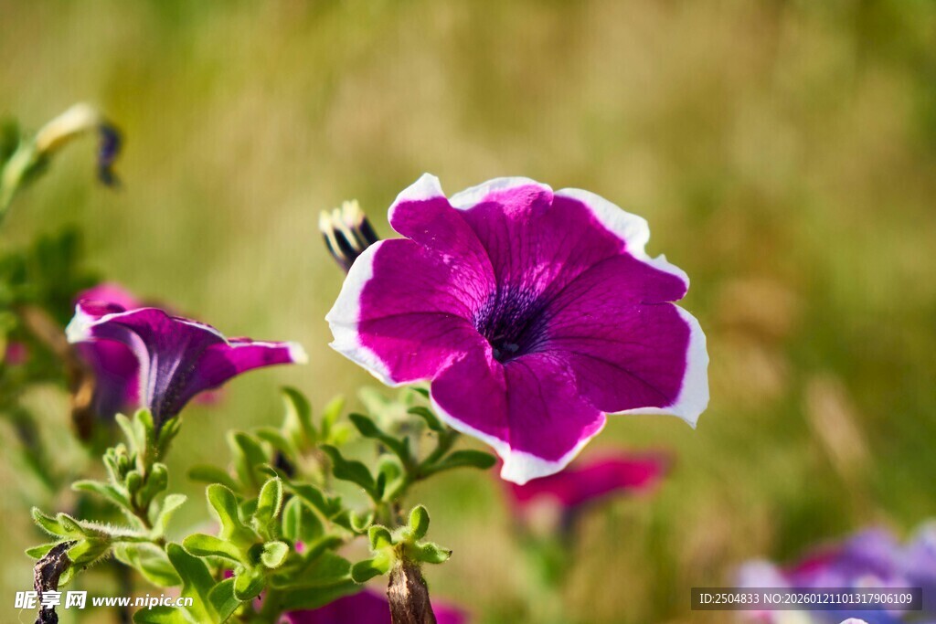 娇艳紫花绽放于绿野