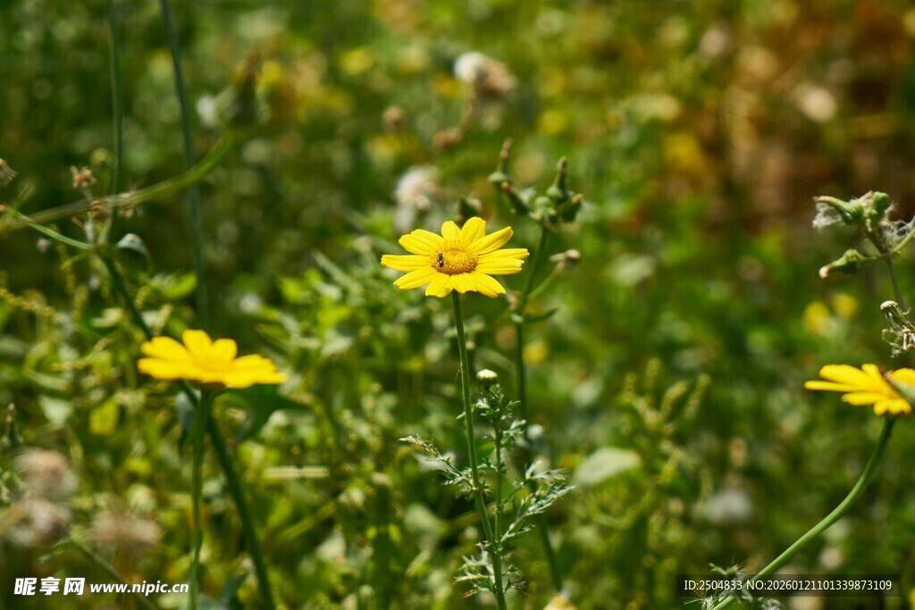 野外绽放的黄色小花