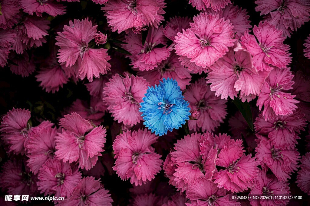 万粉丛中一点蓝