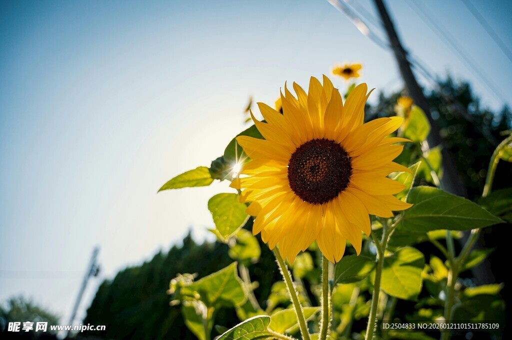 阳光下绽放的灿烂向日葵