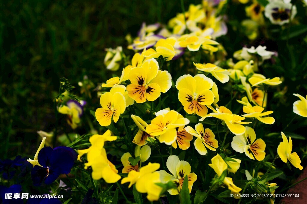 黄色三色堇绽放于草地