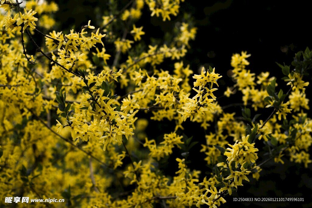金黄灿烂的花卉特写