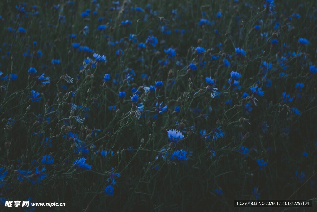 蓝色花海美景