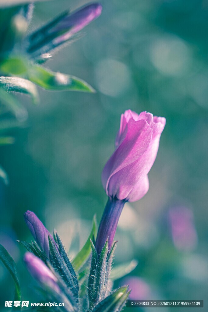 绽放的紫色花朵