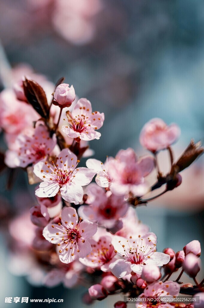 枝头绽放的粉嫩桃花