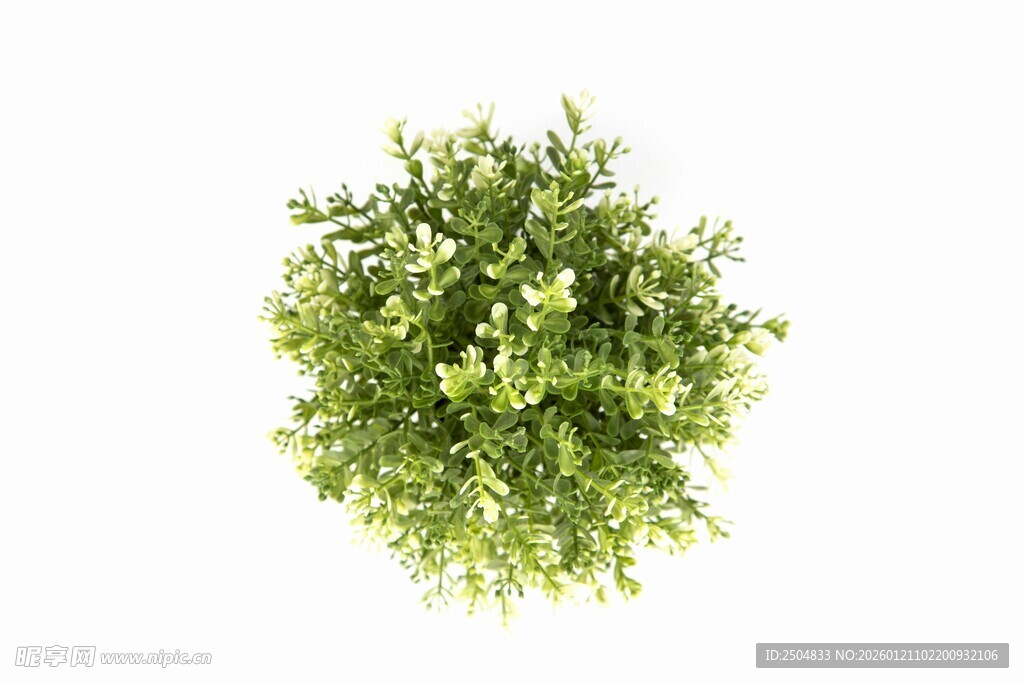 顶部视角的茂盛绿色植物