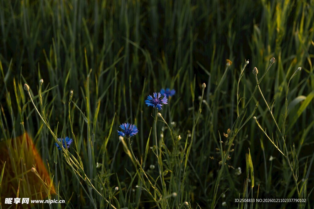 草丛中的蓝色小花