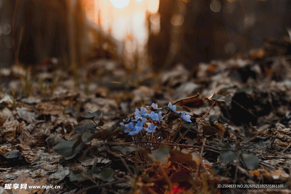 林间暮秋落叶中的蓝色小花